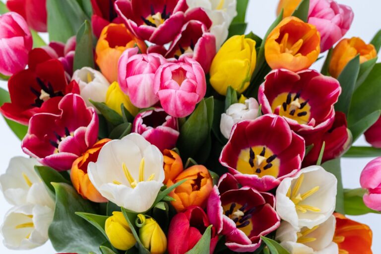 Daro bloemenwinkel in Bodegraven afbeelding pexels-vome-7370307